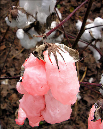 Diseño de Photoshop por naranjas109 para DesignCrowd (Community Contests) | Diseño #8967081