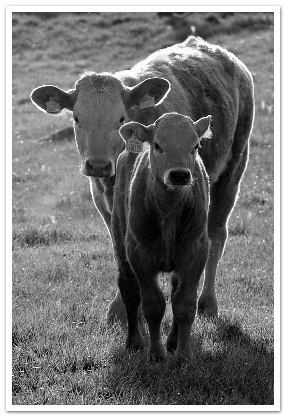 Fotografie von SigloV für DesignCrowd (Community Contests) | Design #8970001