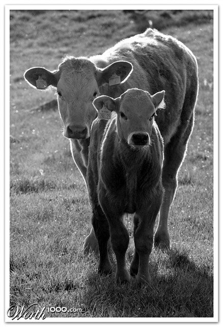 Photography by SigloV