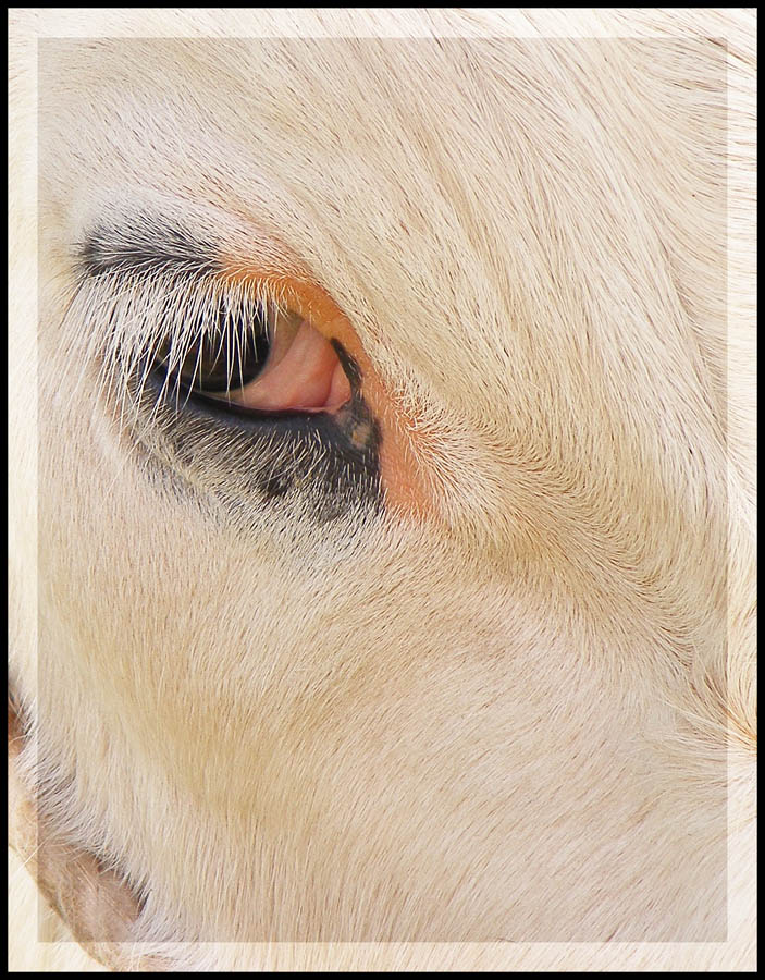 Photography by fujiellena for DesignCrowd (Community Contests) | Design #8970054