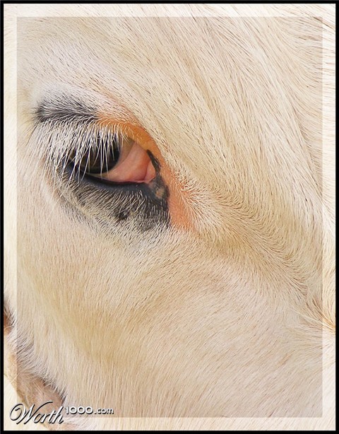 Photography by fujiellena