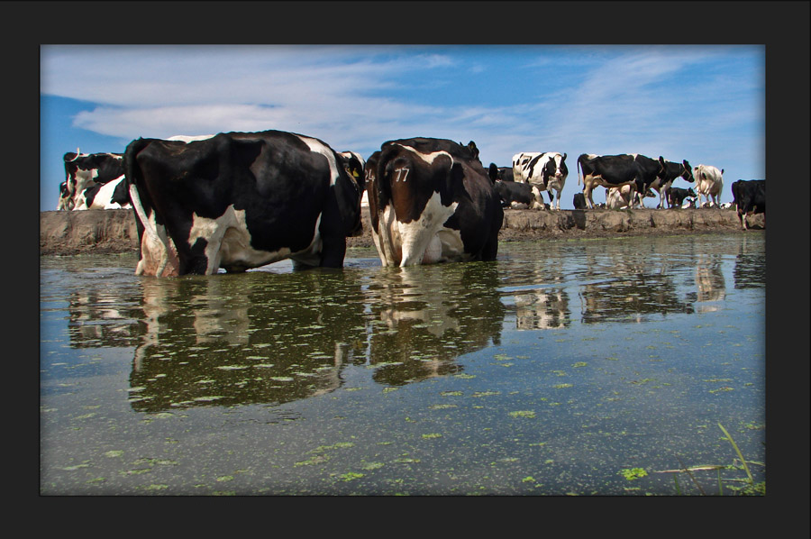 Photography by Jaap54 for DesignCrowd (Community Contests) | Design #8970139