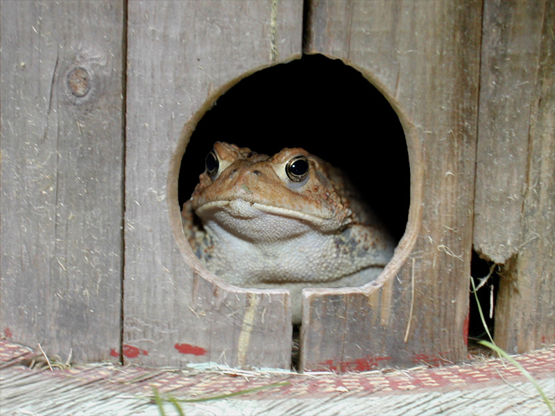 Photoshop-Design von falcon9 für DesignCrowd (Community Contests) | Design #8967206