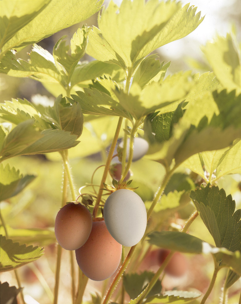 Photoshop Design by Robke22 for DesignCrowd (Community Contests) | Design #8967327