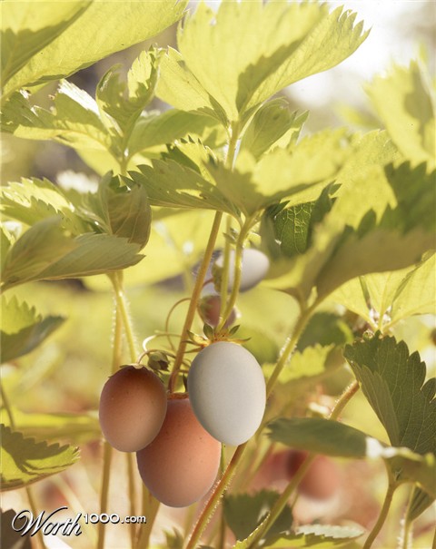 Photoshop Design by Robke22