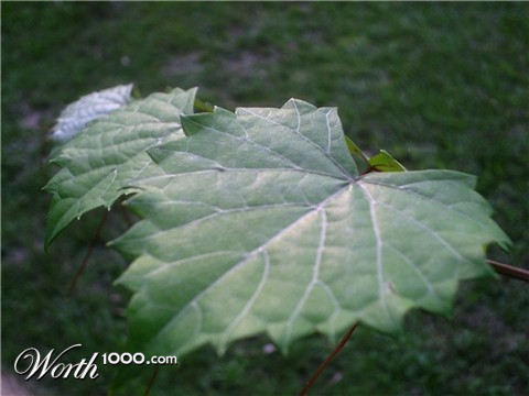 Photography by Starfoot