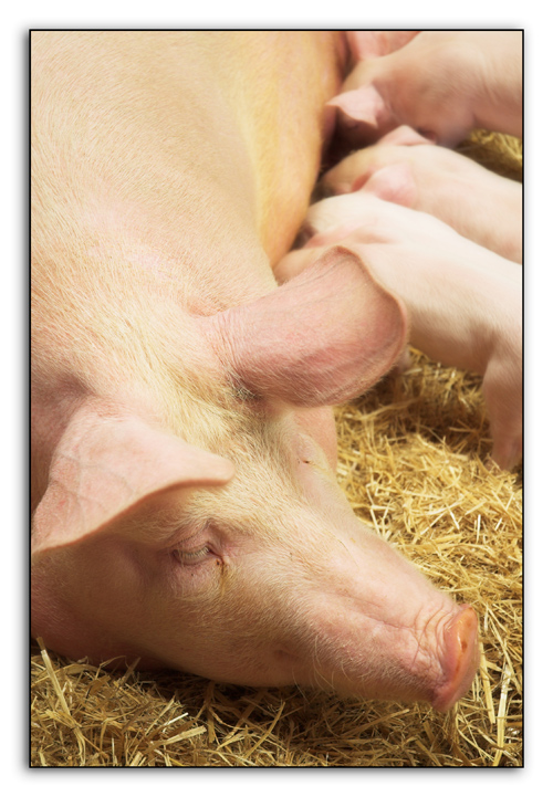 Fotografía por kimbomac para DesignCrowd (Community Contests) | Diseño #8970086