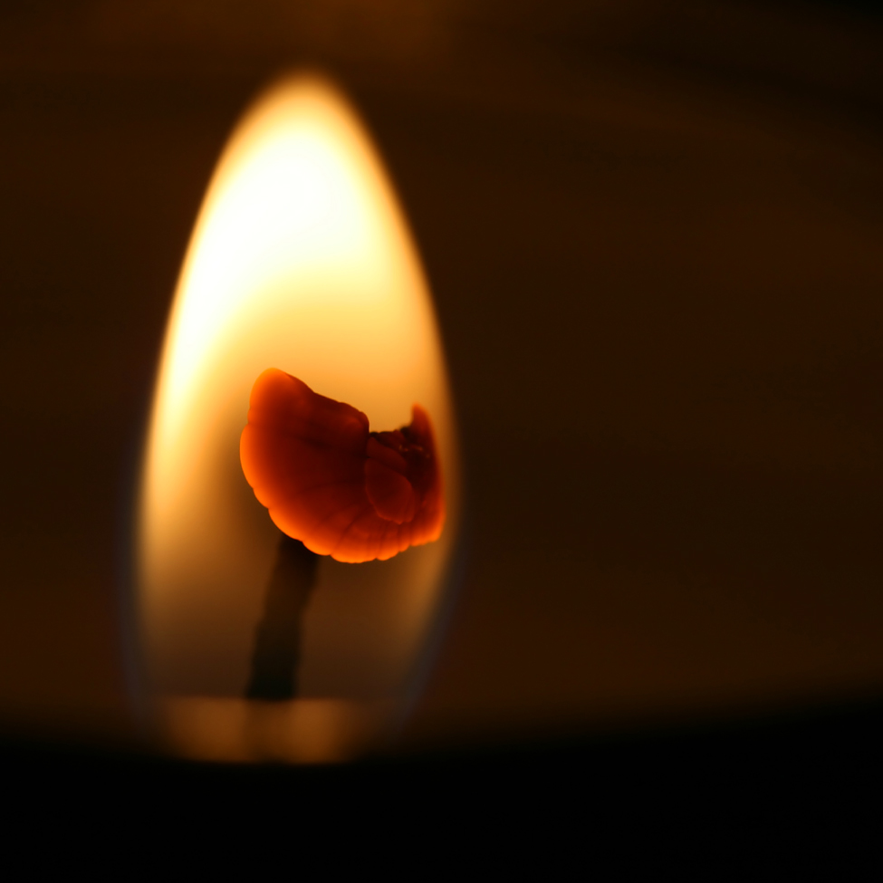 Photography by Rouwkema for DesignCrowd (Community Contests) | Design #8966470