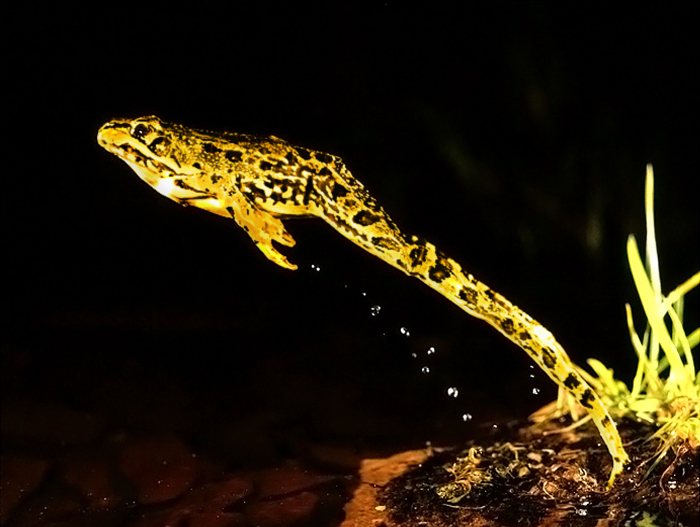 Photoshop Design by riddle for DesignCrowd (Community Contests) | Design #8967489