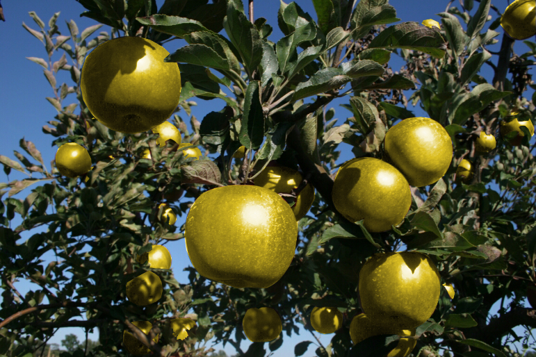 Photoshop Design by dhallfxs for DesignCrowd (Community Contests) | Design #8967548