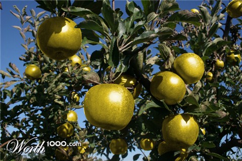 Photoshop Design by dhallfxs