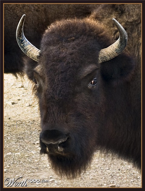 Photography by GoldenWreckedAngle