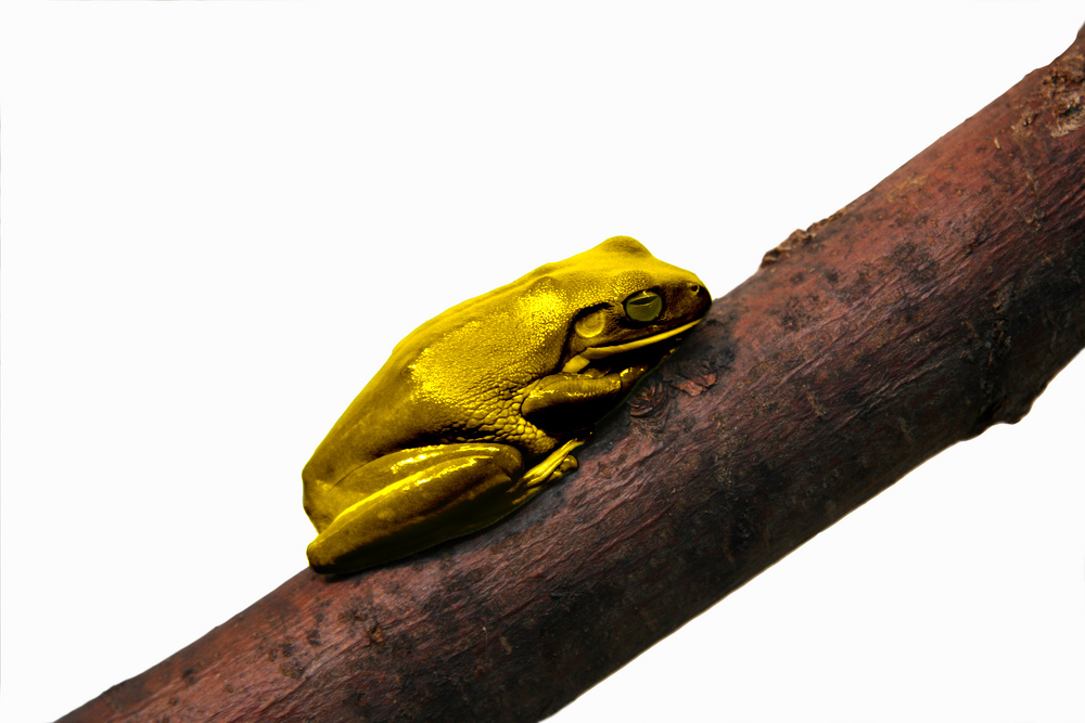 Photoshop Design by ianrodenhuis for DesignCrowd (Community Contests) | Design #8967581