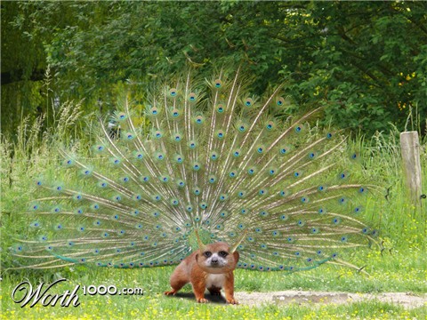 Photoshop Design by ChainsawCharlie