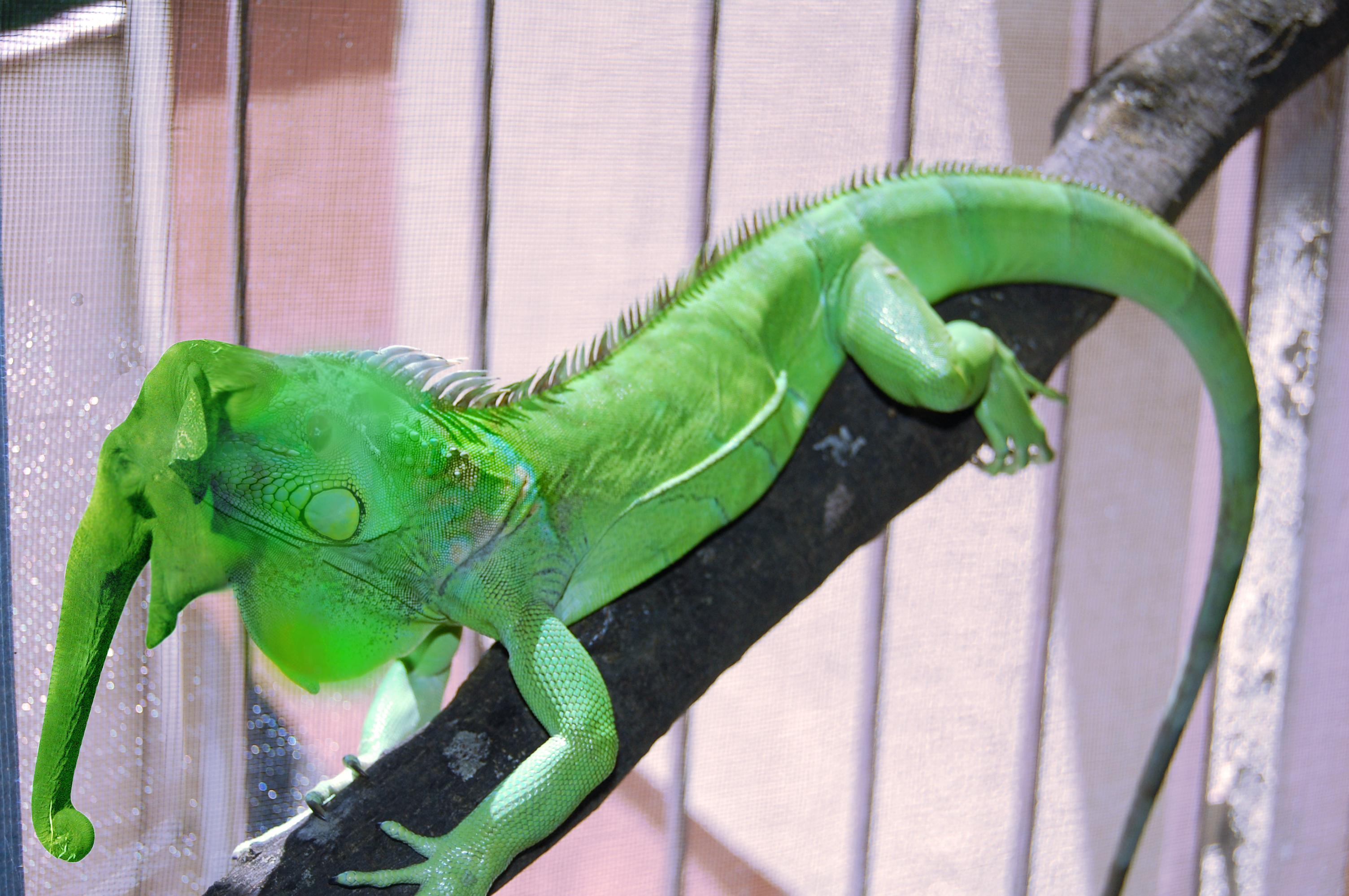 Photoshop-Design von JuttyCrowna für DesignCrowd (Community Contests) | Design #8970060