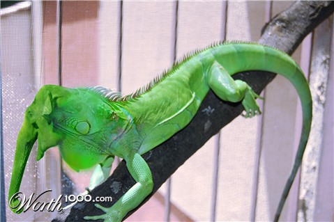 Photoshop Design by JuttyCrowna