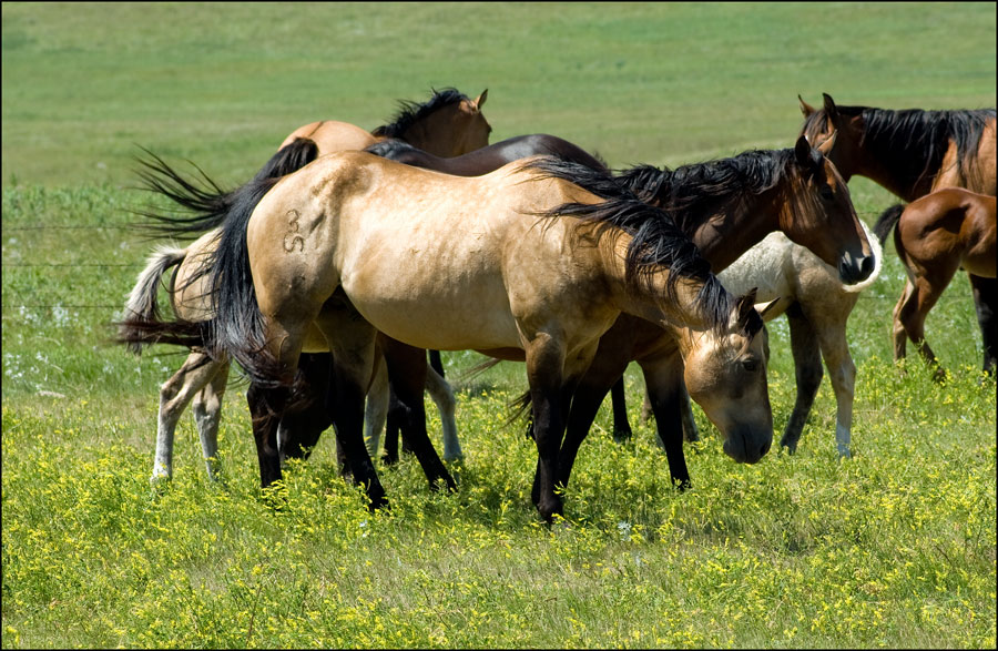 Photography by georgethedog for DesignCrowd (Community Contests) | Design #8970102