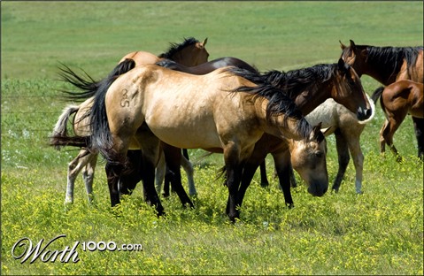 Photography by georgethedog