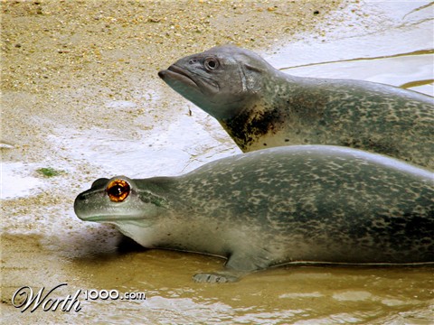 Photoshop Design by oTadeo