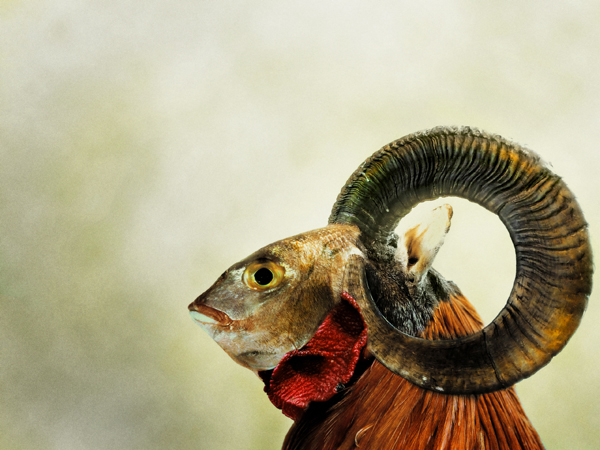 Photoshop Design by aguarachar for DesignCrowd (Community Contests) | Design #8970152