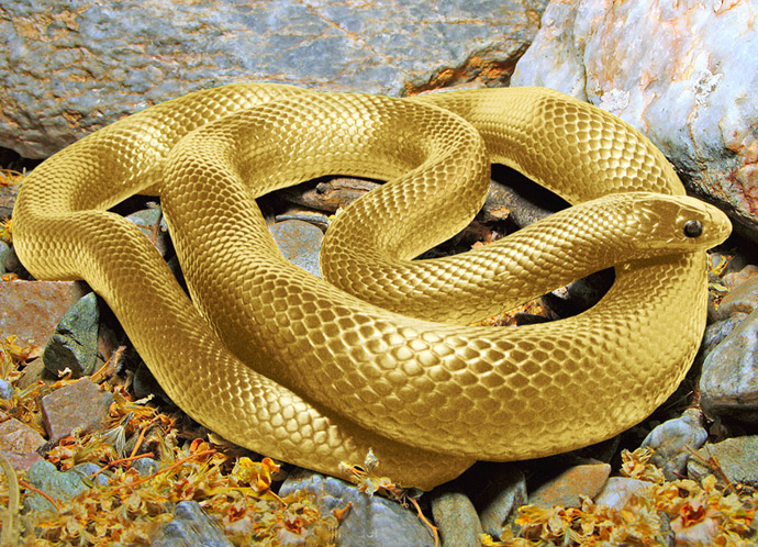 Photoshop Design by Mandrak for DesignCrowd (Community Contests) | Design #8967763