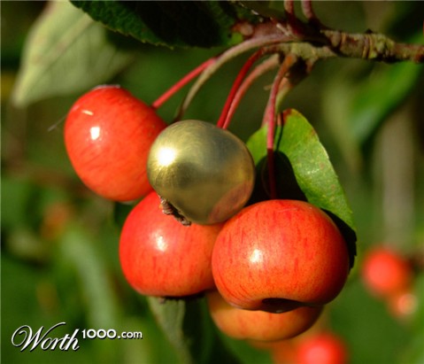 Photoshop Design by YearoftheDragon