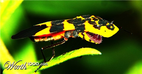 Photoshop Design by surgeAA