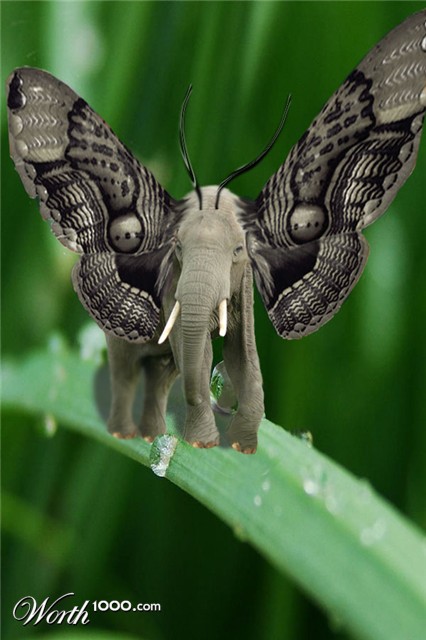Photoshop Design by onedawomn