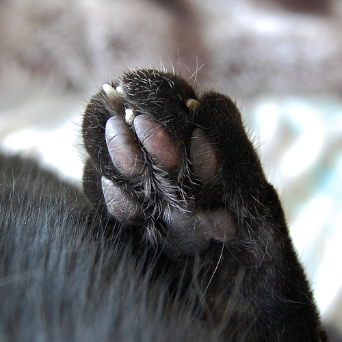 Photographie par blackpuddinonnabike pour DesignCrowd (Community Contests) | Design #8970248