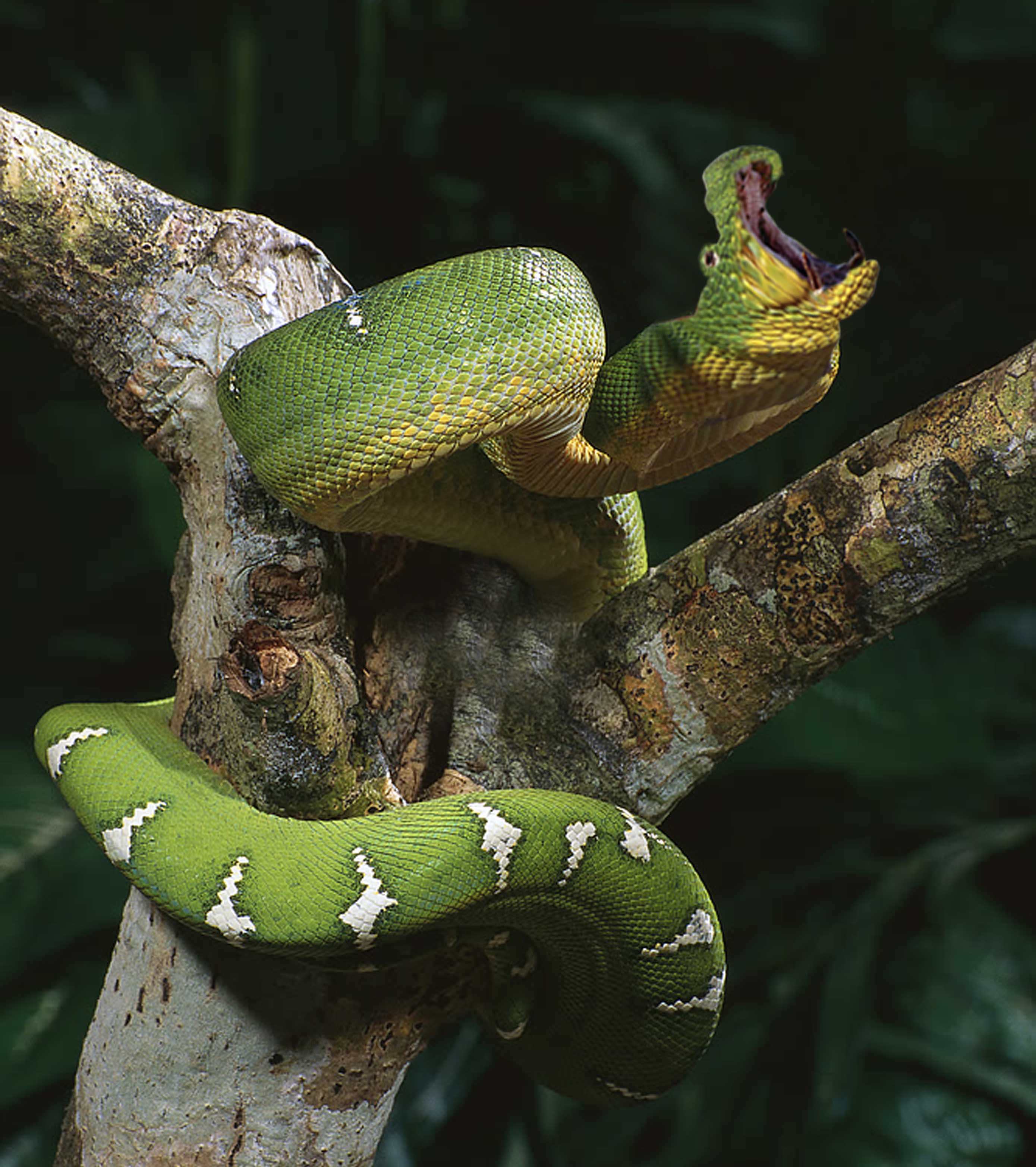 Photoshop Design by mandark123 for DesignCrowd (Community Contests) | Design #8970144