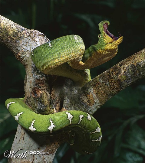 Photoshop Design by mandark123