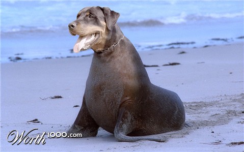 Photoshop Design by radditz