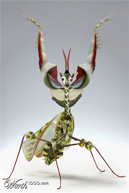 Photoshop Design by falcon9