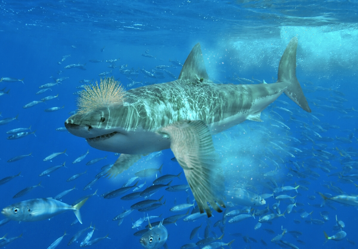 Photoshop Design by JacoSchoeman for DesignCrowd (Community Contests) | Design #8970208