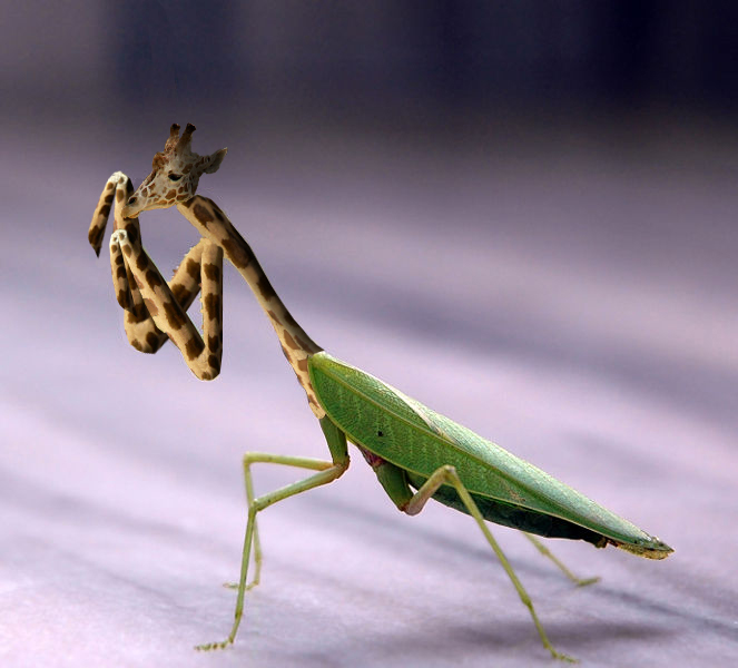 Photoshop Design by alesiphoto for DesignCrowd (Community Contests) | Design #8970179