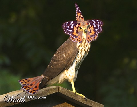 Photoshop Design by ilovekarate