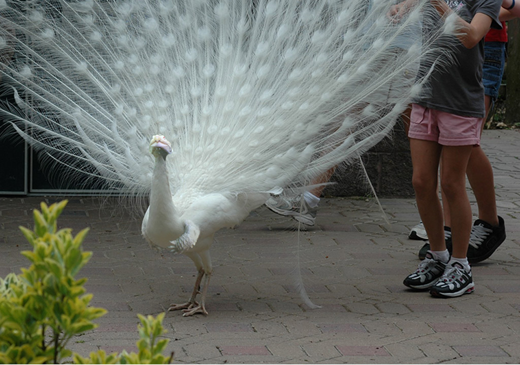 Photoshop-Design von gentlemanX für DesignCrowd (Community Contests) | Design #8970231