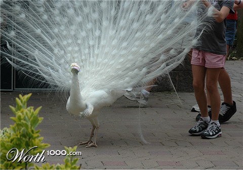 Photoshop Design by gentlemanX