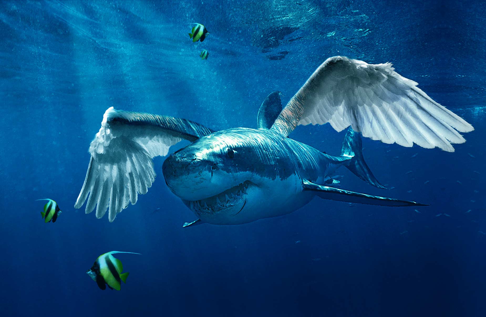 Photoshop Design by wolfndr for DesignCrowd (Community Contests) | Design #8970171