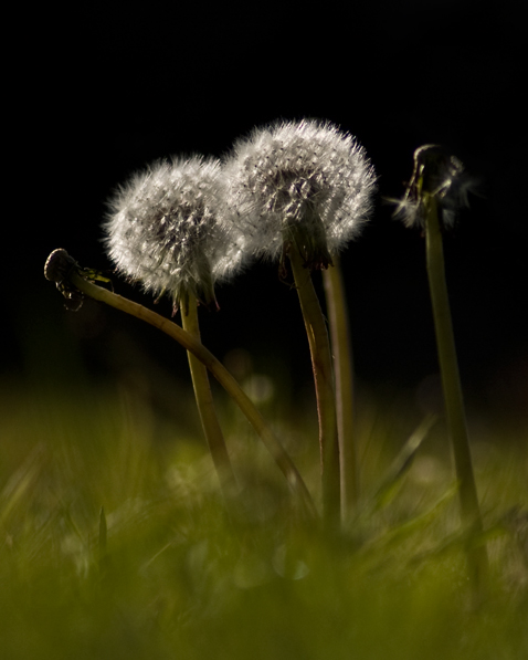 Photography by DramaThrills for DesignCrowd (Community Contests) | Design #8970257