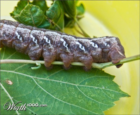 Photography by ClickChick