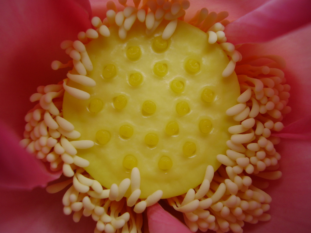 Photographie par amitanand pour DesignCrowd (Community Contests) | Design #8970367