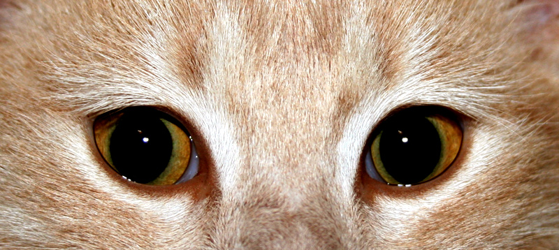 Photography by simonfish for DesignCrowd (Community Contests) | Design #8970364