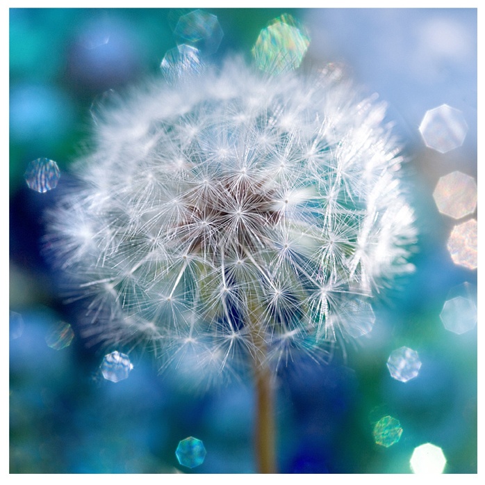 Photography by Belliswise for DesignCrowd (Community Contests) | Design #8970350