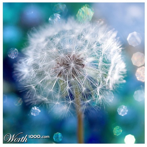 Photography by Belliswise