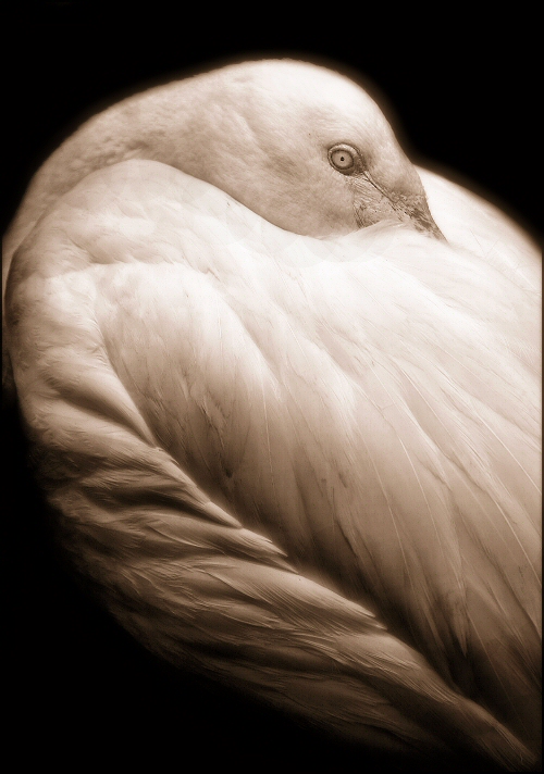 Photography by Juicer for DesignCrowd (Community Contests) | Design #8970304