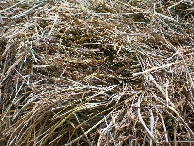 Photography by cassnorton for DesignCrowd (Community Contests) | Design #8972463