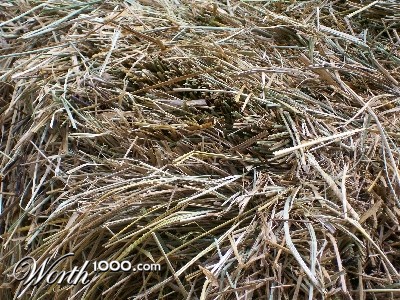 Photography by cassnorton