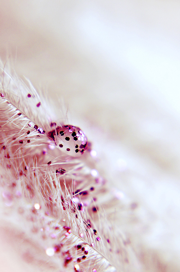 Photographie par Wytske pour DesignCrowd (Community Contests) | Design #8970324