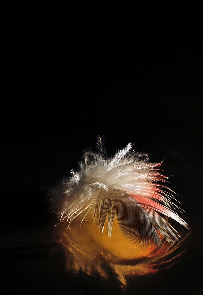 Fotografie von Isabella2006 für DesignCrowd (Community Contests) | Design #8970317